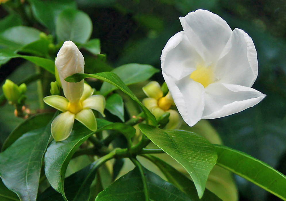 A Tabernaemontana litoralis branch with one white flower with a yellow throat and one white flower bud with a large light green sepal