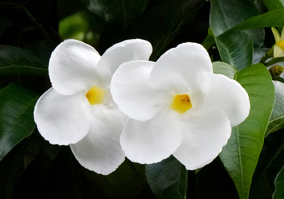 Close-up of two white Tabernaemontana litoralis flowers with overlapping petals and a soft yellow center framed by deep green foliage