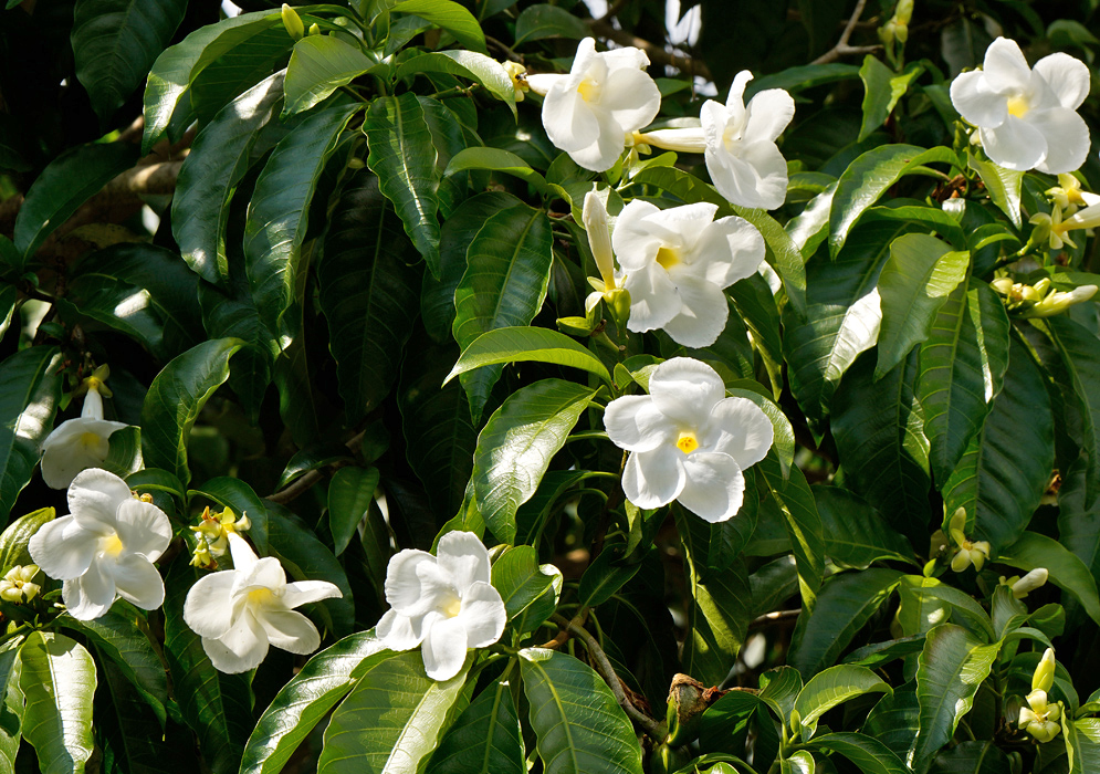 A cluster of glossy green leaves and white Tabernaemontana litoralis flowers with yellow throats blooming across a dense tropical shrub