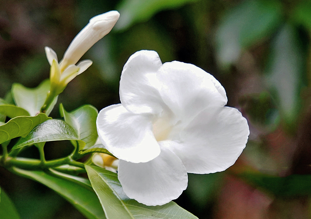White Tabernaemontana litoralis flower