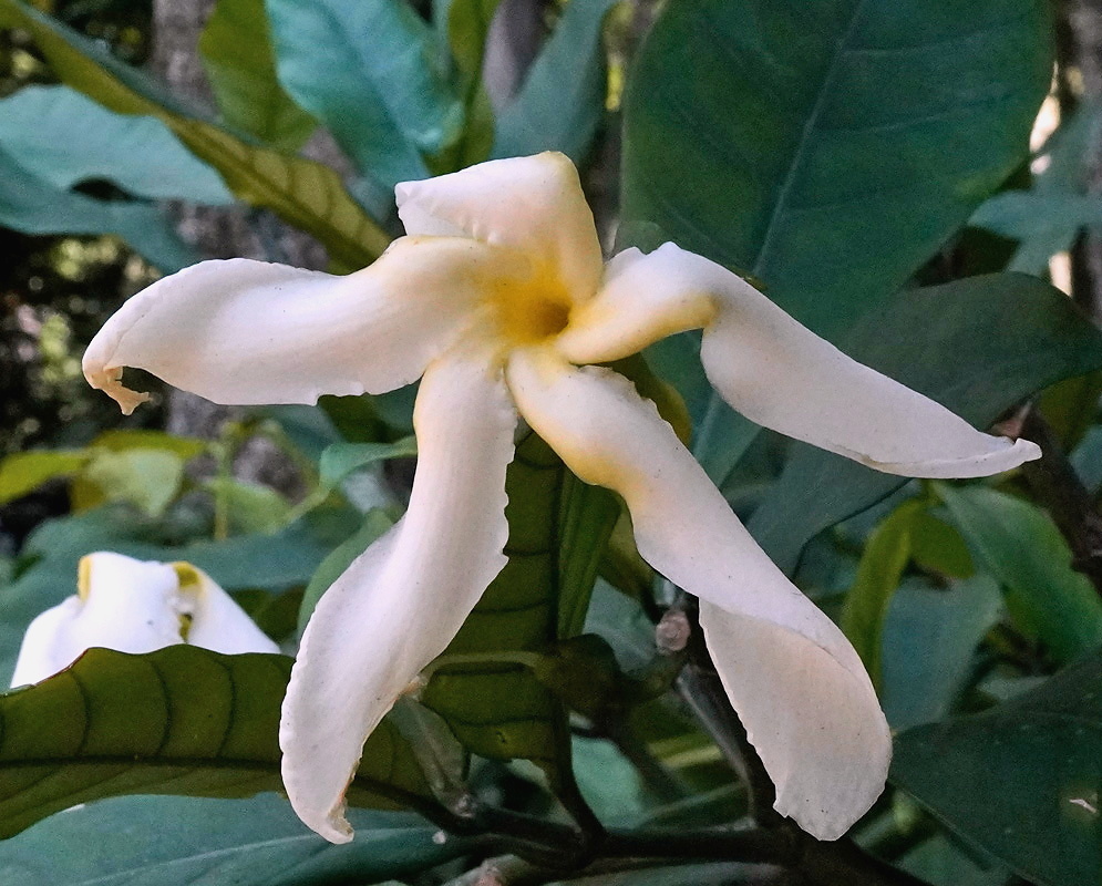 Tabernaemontana longipes plant habit and foliage