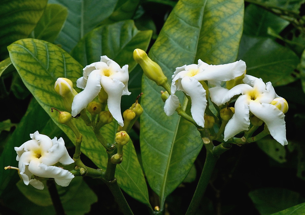 Tabernaemontana pachysiphon white twisted flowers and elongated buds among prominently veined leaves