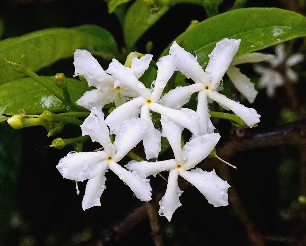 Tabernaemontana pandacaqui cluster of white pinwheel flowers with narrow crinkled lobes