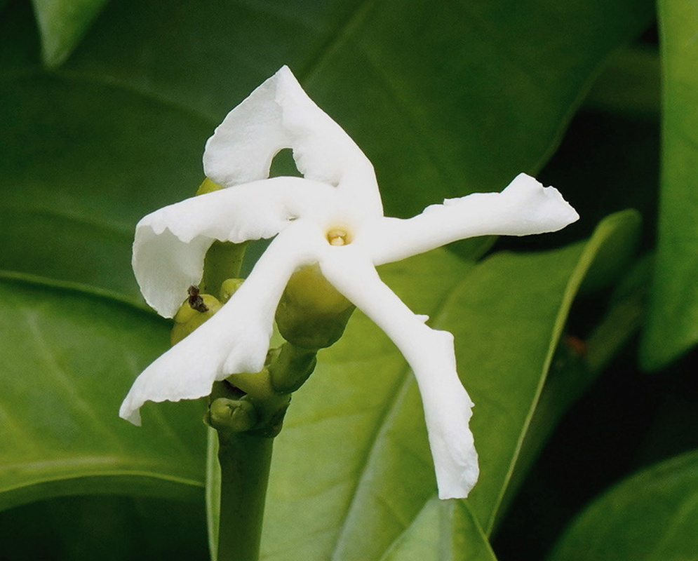 Tabernaemontana ventricosa white pinwheel flower with five sharply angled lobes above a green bud