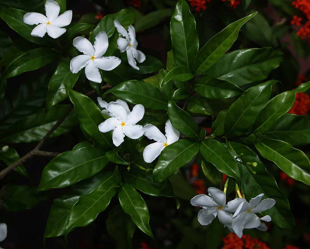 A Tabernaemontana divaricata branch with white flowers in front of orange Ixora flowers