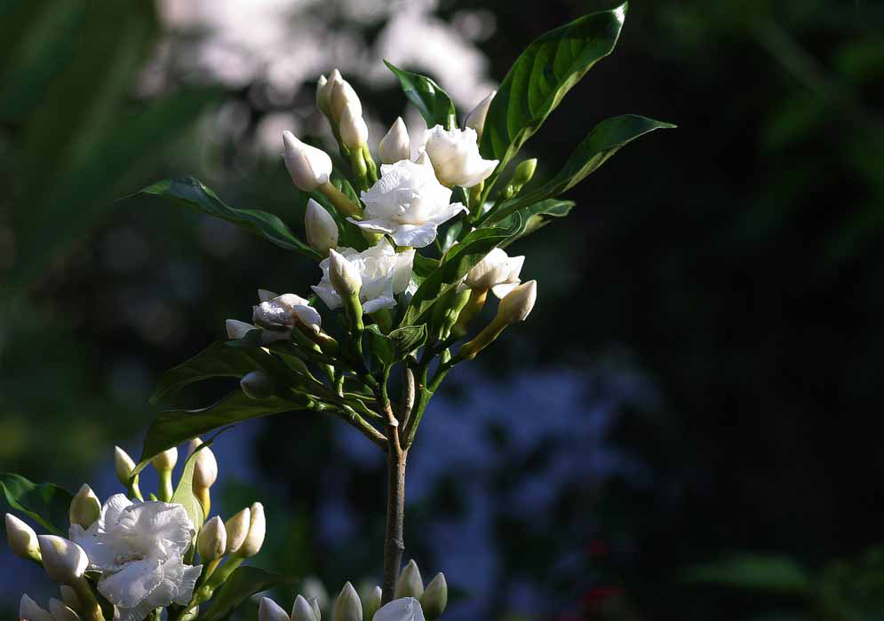 An erect Tabernaemontana divaricata branch with double white flowers and flower buds