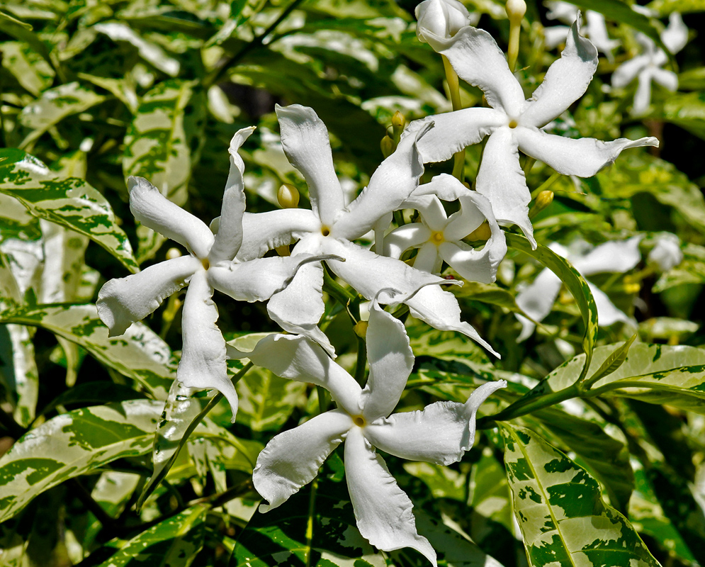 Several white Tabernaemontana divaricata ‘Silver Ice’ flowers in bloom above variegated leaves with a marbled green and cream pattern