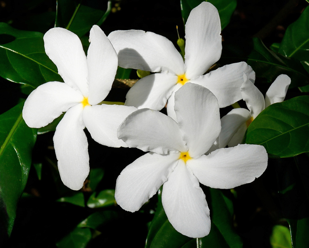 Cluster of bright white Tabernaemontana divaricata blooms with overlapping five-petal symmetry, contrasting against dark green foliage