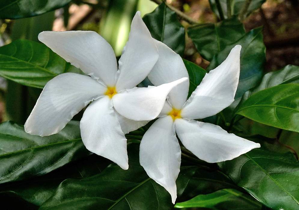 Two pure white Tabernaemontana divaricata flowers with broad, overlapping petals and a subtle yellow center, displayed against glossy green leaves