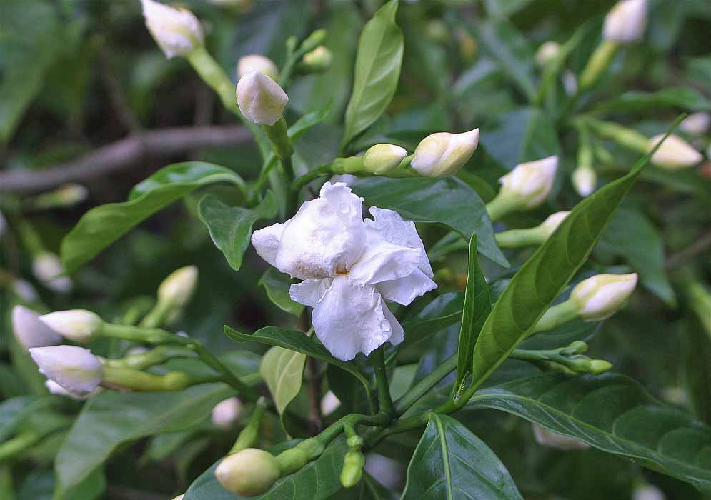 A double white Tabernaemontana divaricata flower covered in rain drops