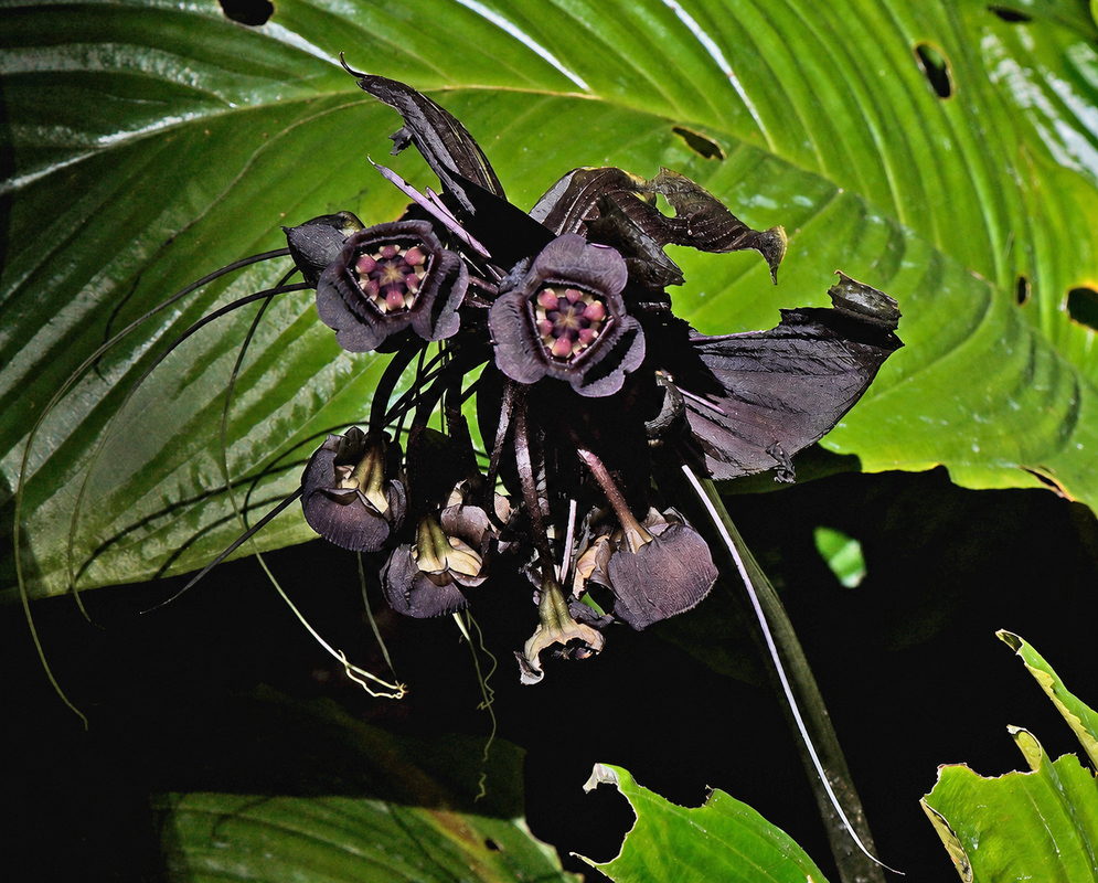 Tacca chantrieri dark purple-black bat-like bracts and flowers with long hanging filaments