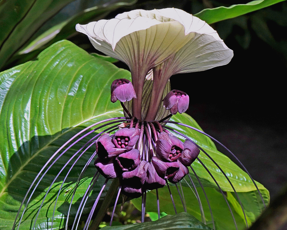 Tacca integrifolia broad white bracts with purple veins above dark flowers and long hanging filaments