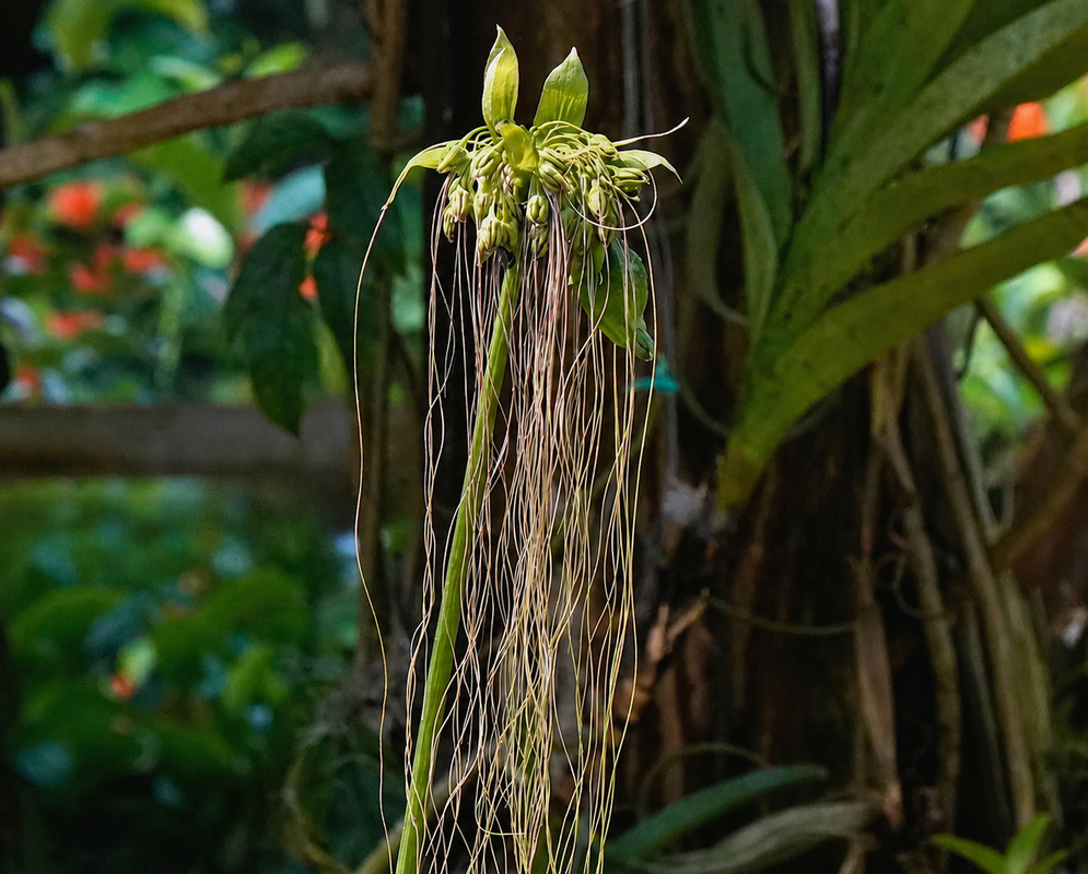 Tacca palmatifida green flower cluster with numerous very long threadlike bracteoles hanging below