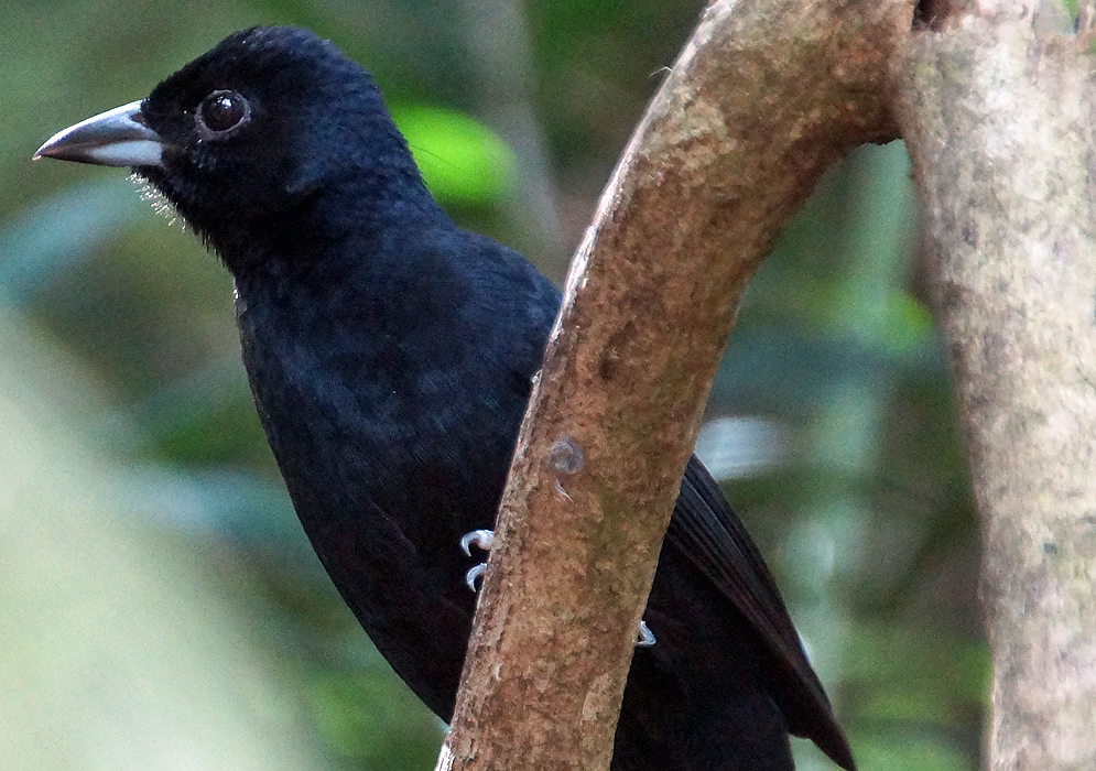 Black bird perched on a branch