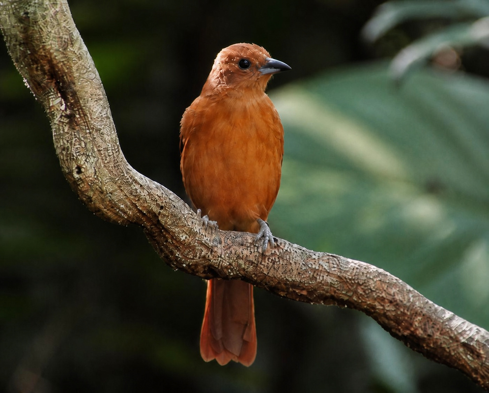 A Tachyphonus rufus rufous female perched with her brown body plumage and dark bill visible