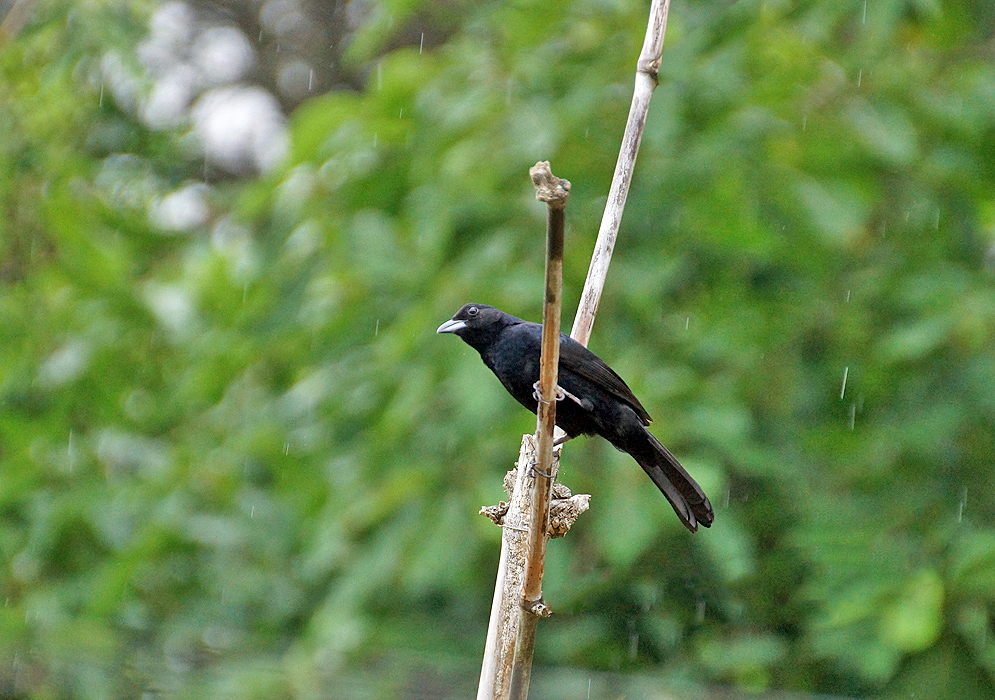 Black-colored White-lined Tanager on a tree branch while raining