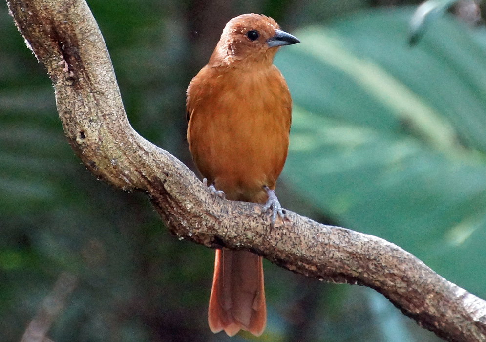 Rust color bird perched on a branch