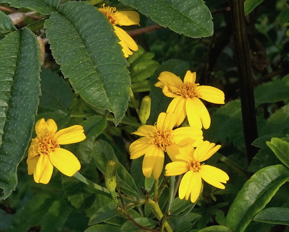 Tagetes elliptica golden yellow flower heads above dark divided leaves