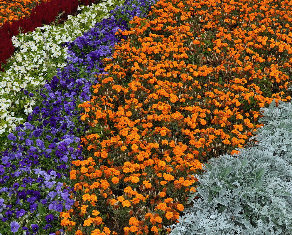 Tagetes erecta mass planting of orange white purple and yellow flowering cultivars