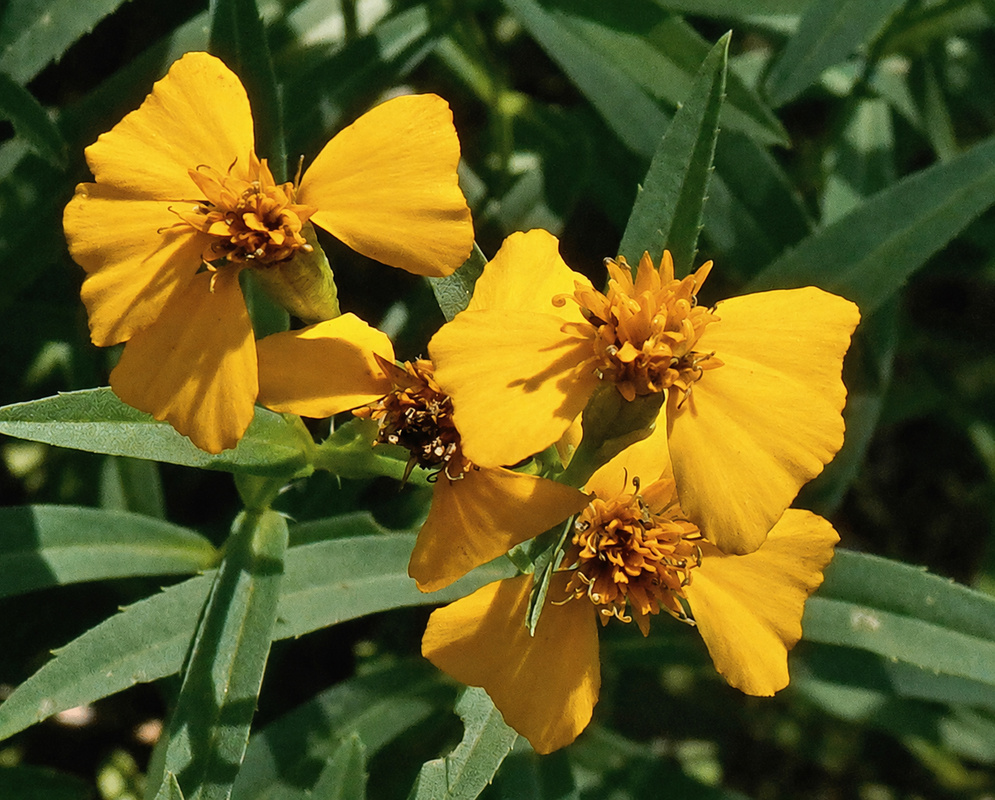 Tagetes lucida cluster of small golden yellow flower heads above narrow green leaves