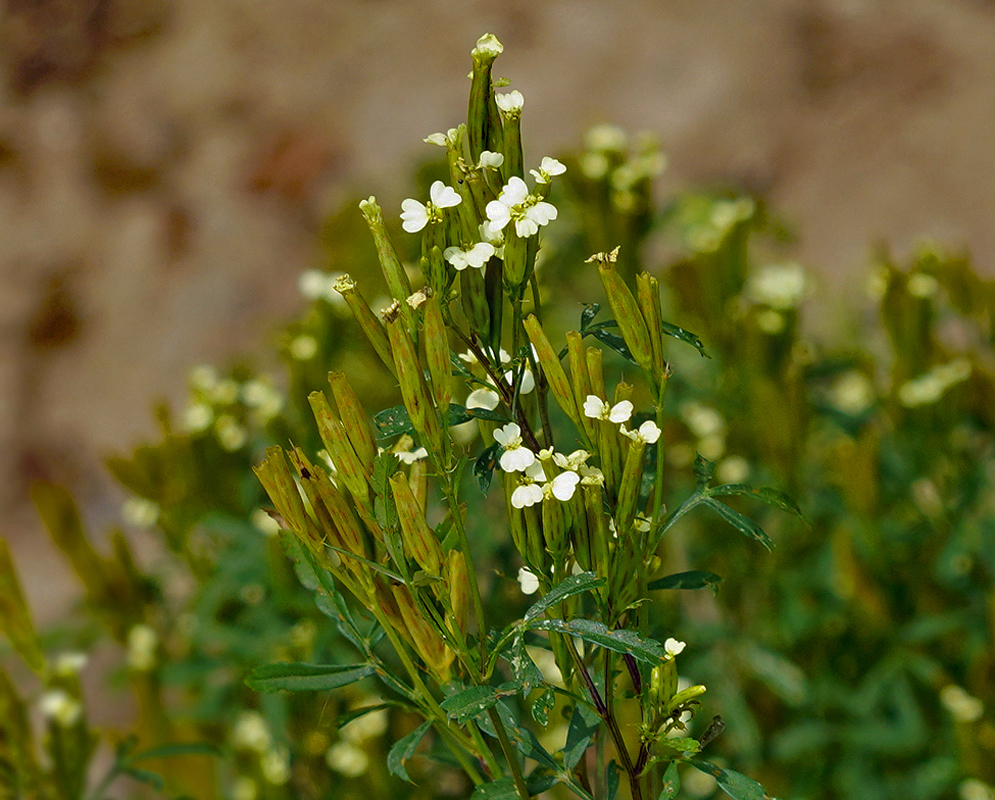 Tagetes minuta white flowers