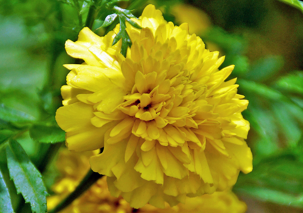 A yellow Tagetes patula flower in shade and sun