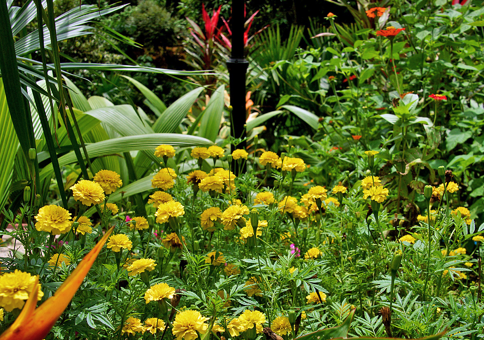 Yellow tagetes patula flowers in a garden