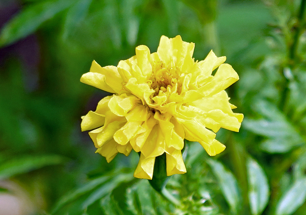 A yellow Tagetes patula flower opening its petals in sunlight