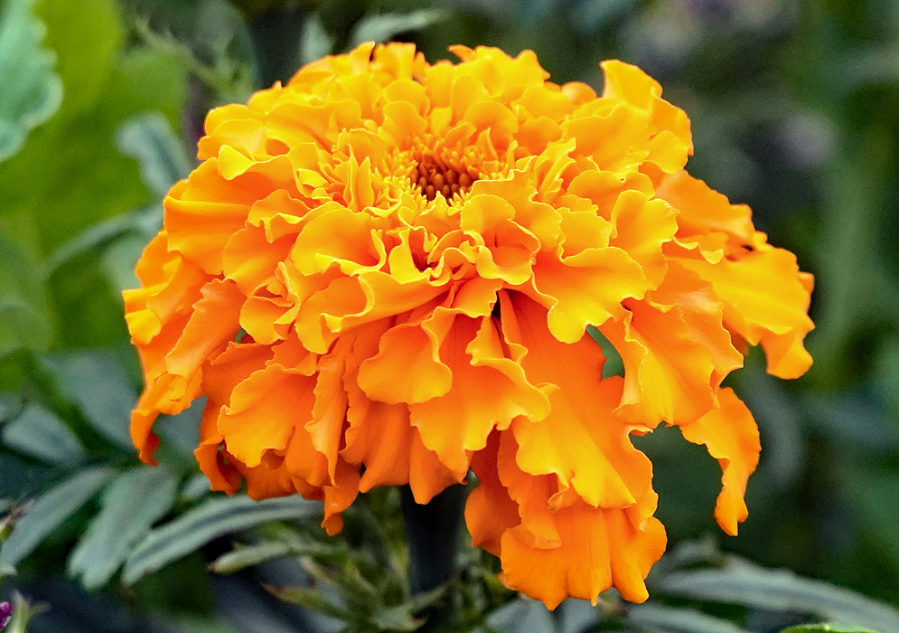 Beautiful orange Tagetes patula flower