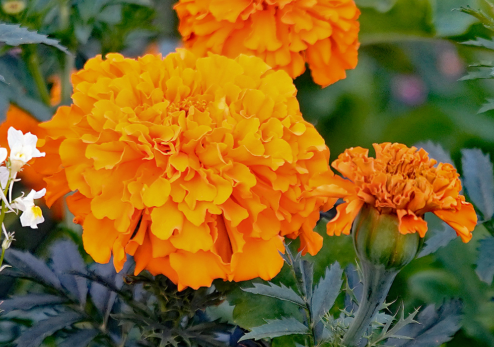 An orange double Tagetes patula flower 
