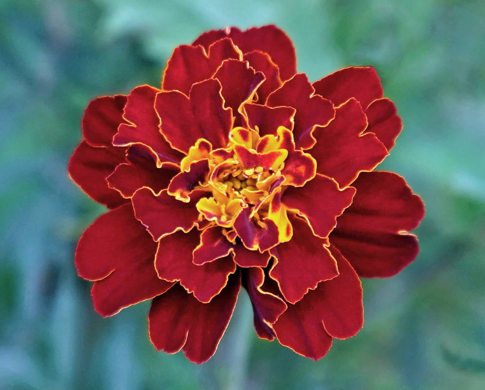 Tagetes patula red flower with yellow
