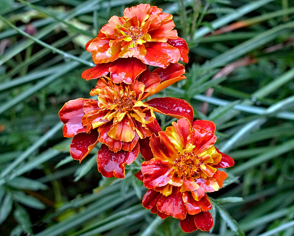Tagetes patula red flowers with yellow