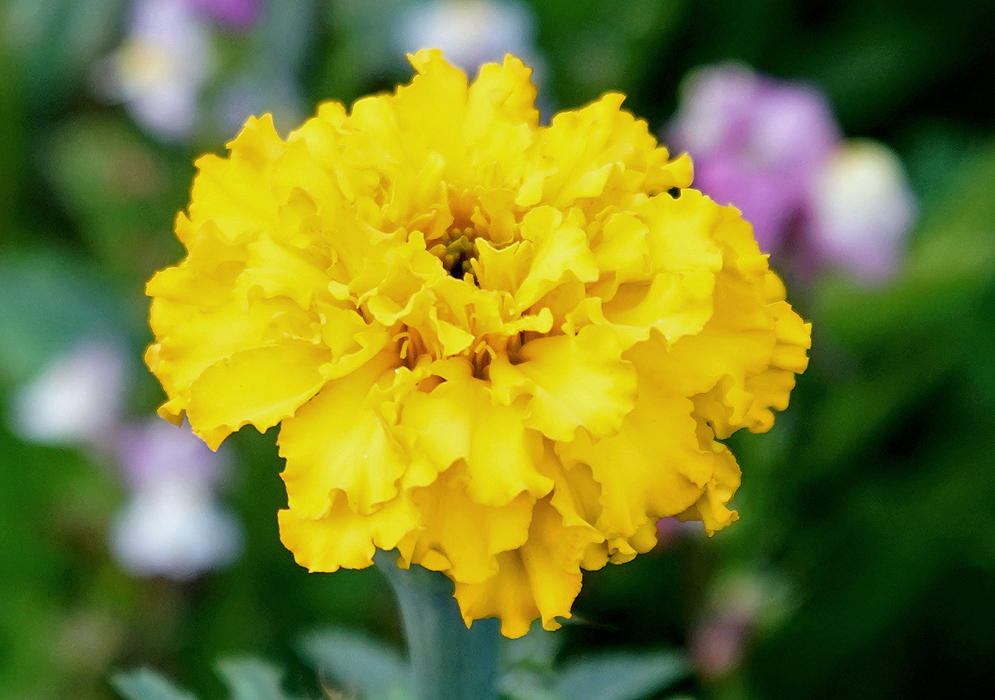 A yellow double Tagetes patula flower in sunlight