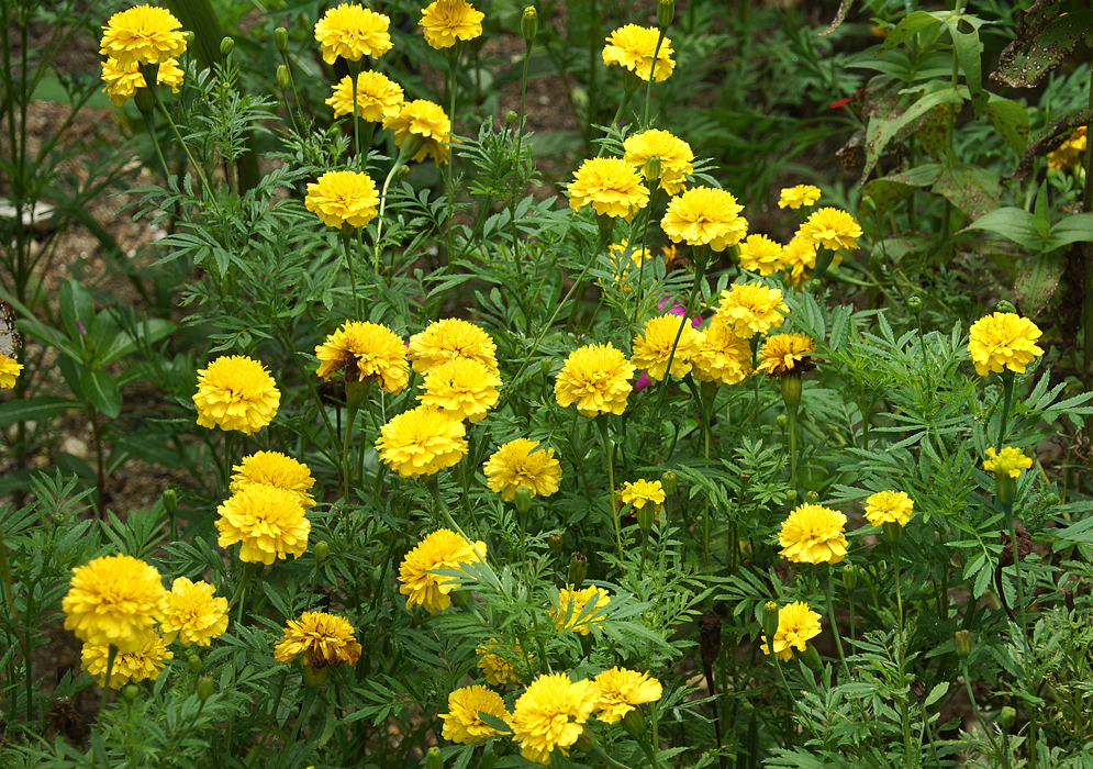 A patch of yellow tagetes patula flowers