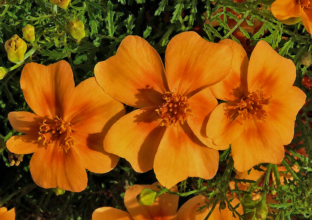 Tagetes tenuifolia Tangerine Gem cluster of single orange flowers above finely divided foliage