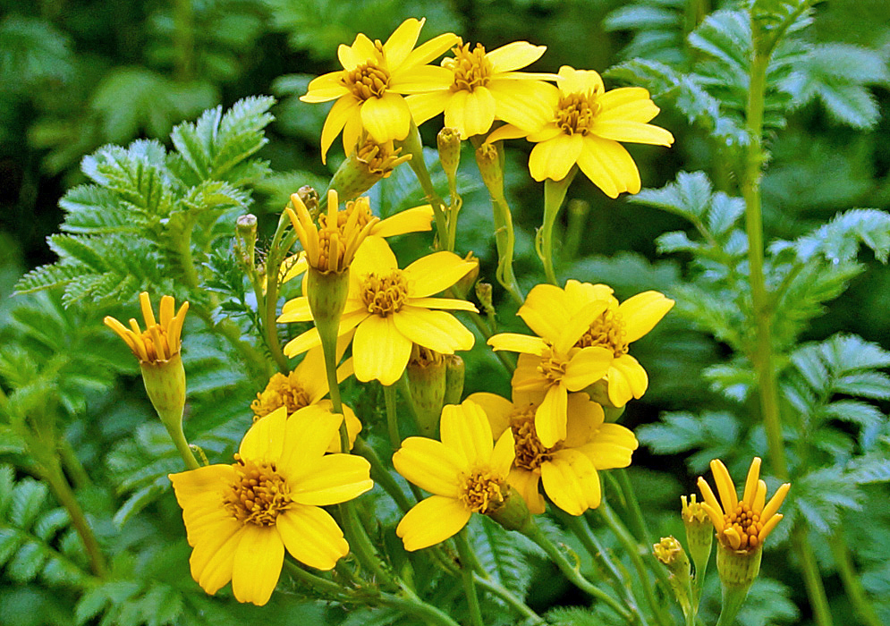 A small group of old and new yellow Tagetes zypaquirensis flowers 