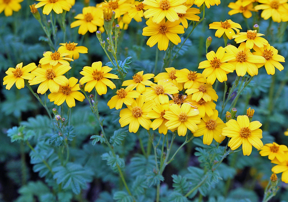 Yellow Tagetes zypaquirensis flowers with darker yellow stamens