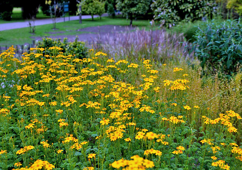A bed of Tagetes zypaquirensis yellow flowers