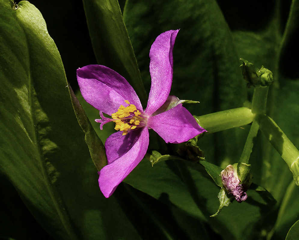 Talinum fruticosum small pink five-petaled flower with yellow stamens beside fleshy leaves