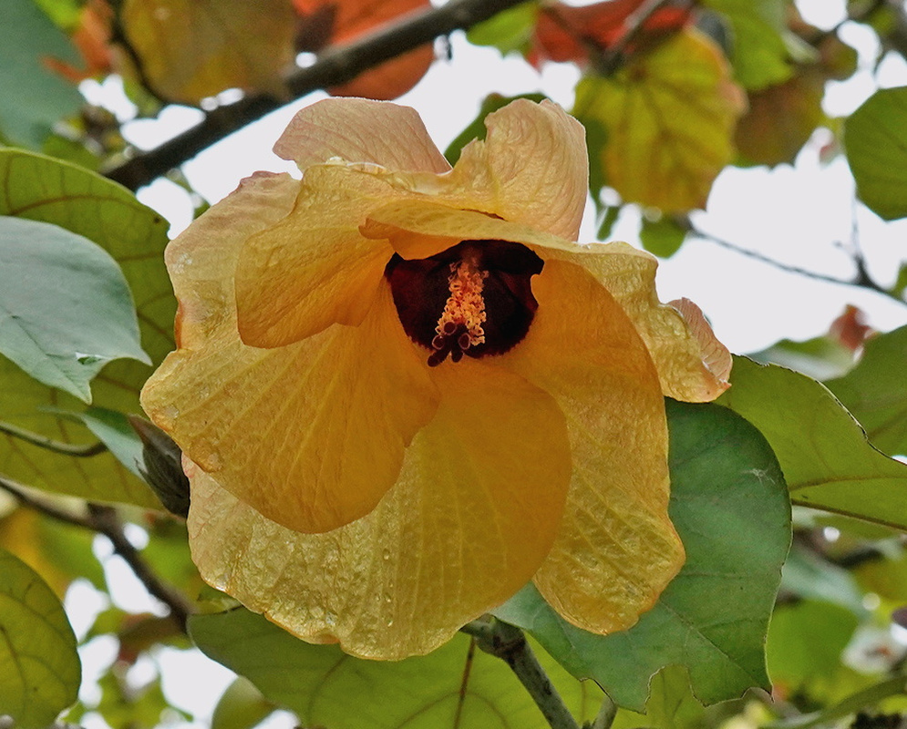 Hibiscus tiliaceus Golden Flower Hibiscus tiliaceus golden yellow flower with a dark maroon center among broad green leaves