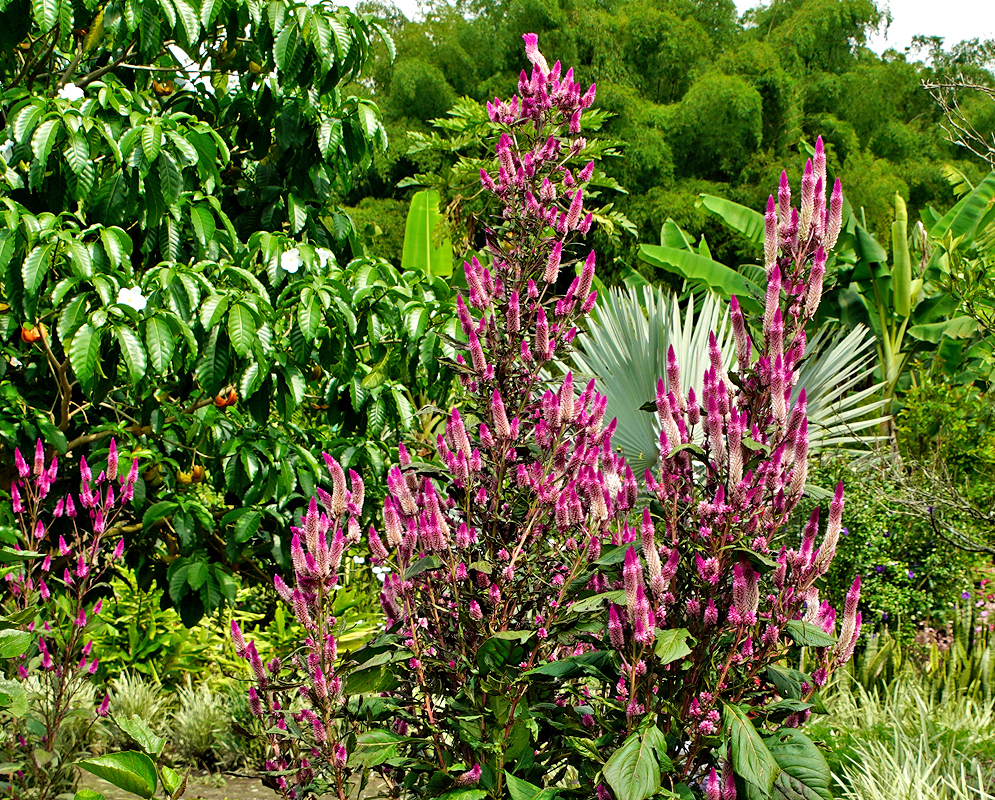 Celosia argentea purple-magenta inflorescences