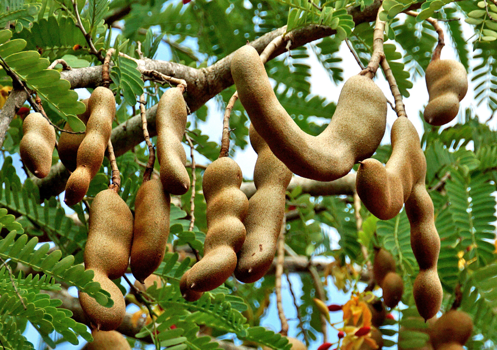 Tamarindus indica brown fruit pods on the tree