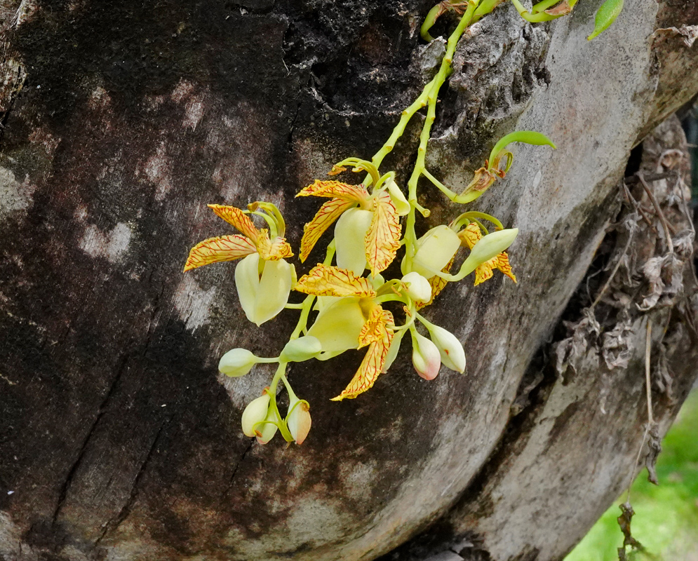 Yellow and orange-striped tamarind orchid flowers emerging directly from the bark of a thick tropical tree trunk
