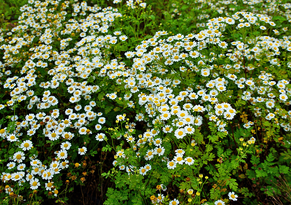 A bed of white Tanacetum parthenium flowers with yellow centers