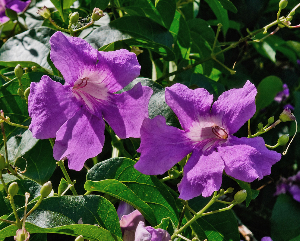 Tanaecium selloi cluster of large violet-purple trumpet flowers with pale striped throats