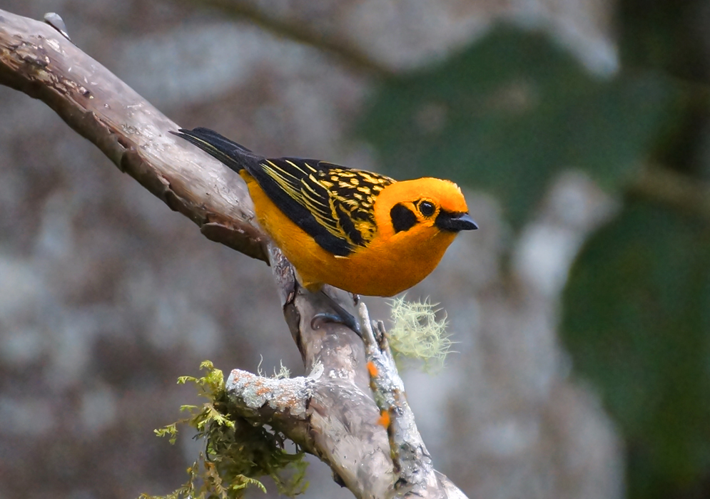 A yellow Tangara arthus on the branch 