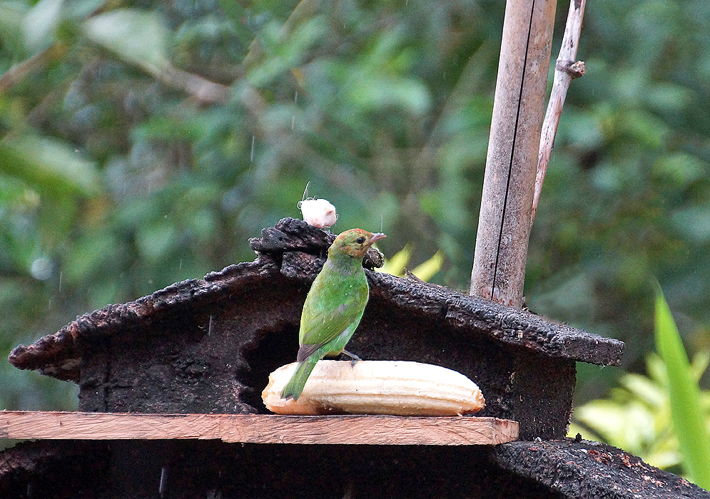 A green Tangara gyrola with leather-colored head standing on a wood plank while eating banana while it rains