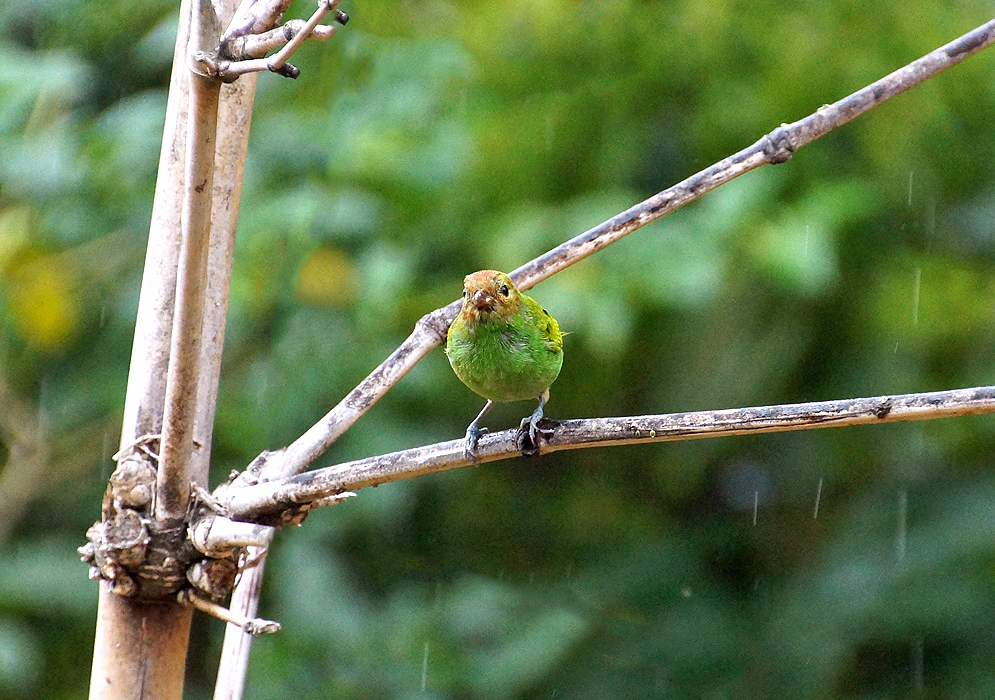 A green Tangara gyrola with leather-colored head standing on a tree branch