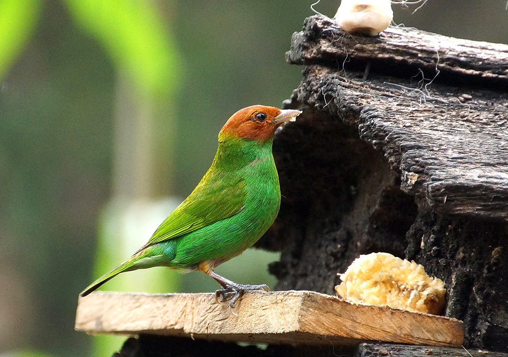 A green Tangara gyrola with leather-colored head standing on a wood plank while eating banana