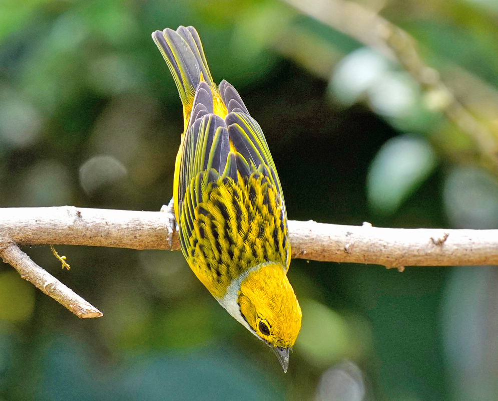 A Tangara icterocephala with a vibrant yellow head, green and black streaked back, and silver-gray throat, perched on a branch and curiously leaning forward.